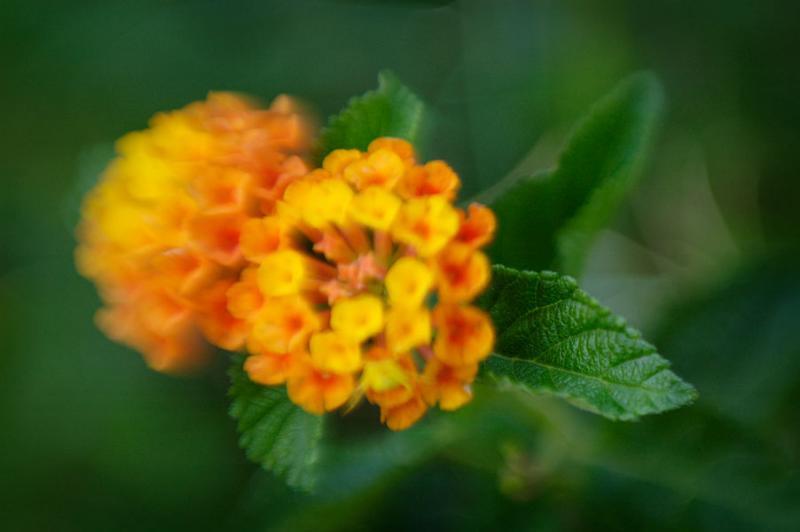 plants-02.jpg