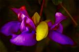 Snail-Vine-05.jpg