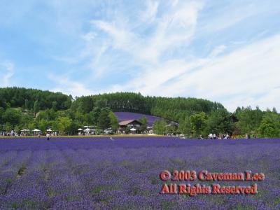 v3/64/508564/3/45309976.Hokkaido_Furano_06.jpg