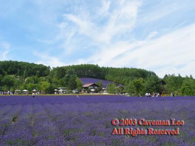 Hokkaido_Furano_06.jpg