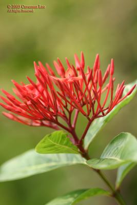 v3/64/508564/3/50127520.Flower_test_2.jpg