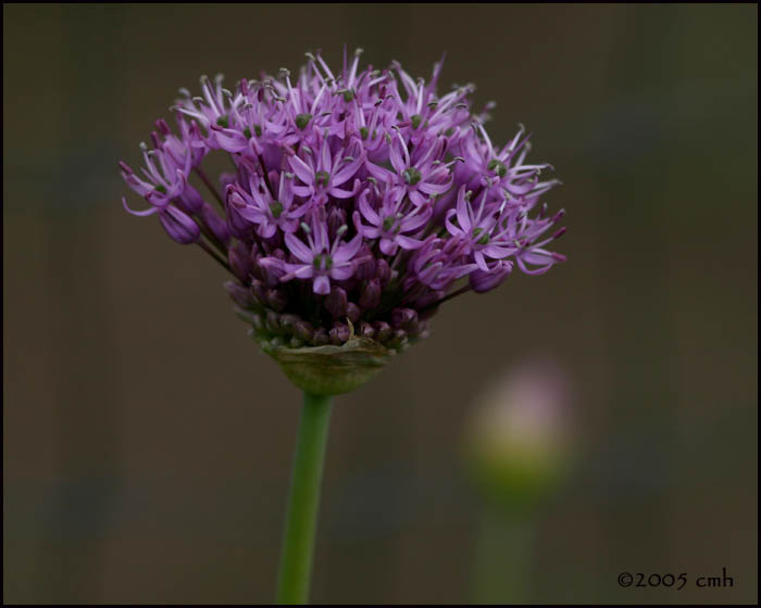 Allium 5274.jpg