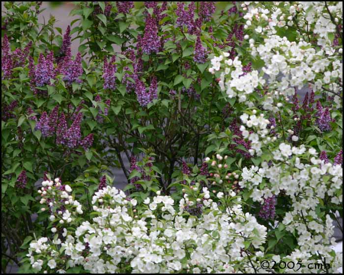 Crabapple and Lilac 5288.jpg