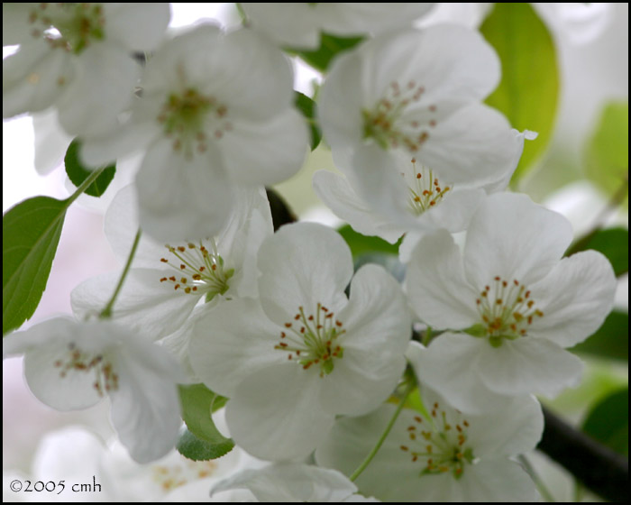 May Bride Crabapple 5282.jpg