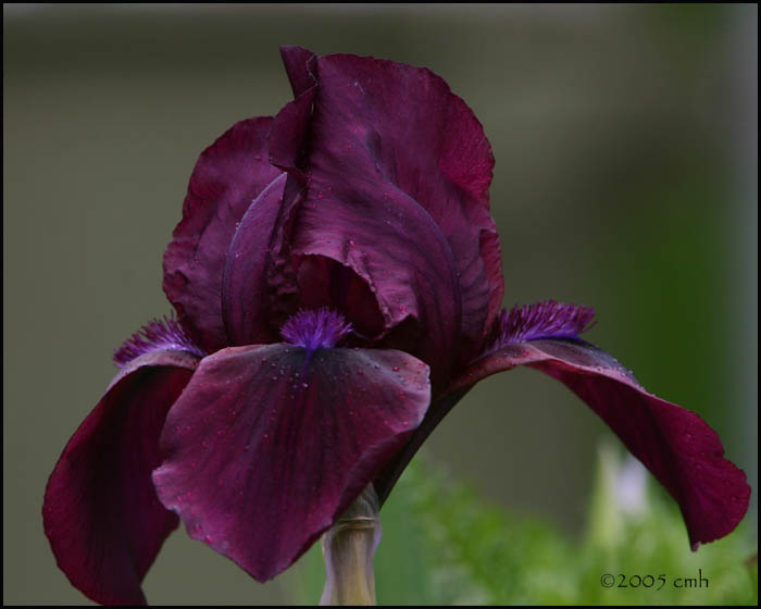 Purple Iris 5219.jpg
