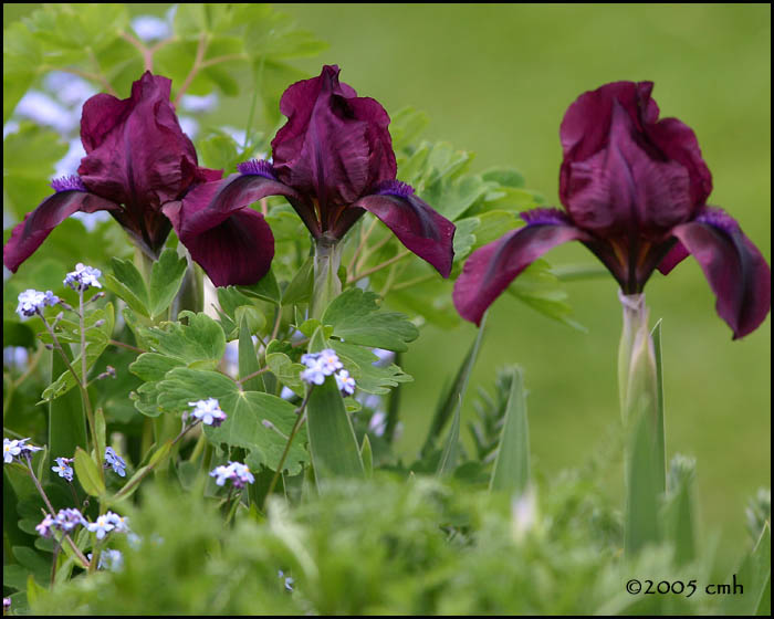 Purple Iris 5289.jpg
