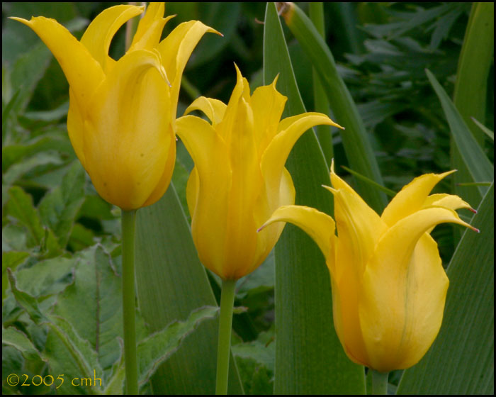 Yellow Tulips 5277.jpg