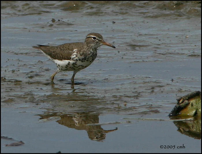 Spotted Sandpiper 5556.jpg