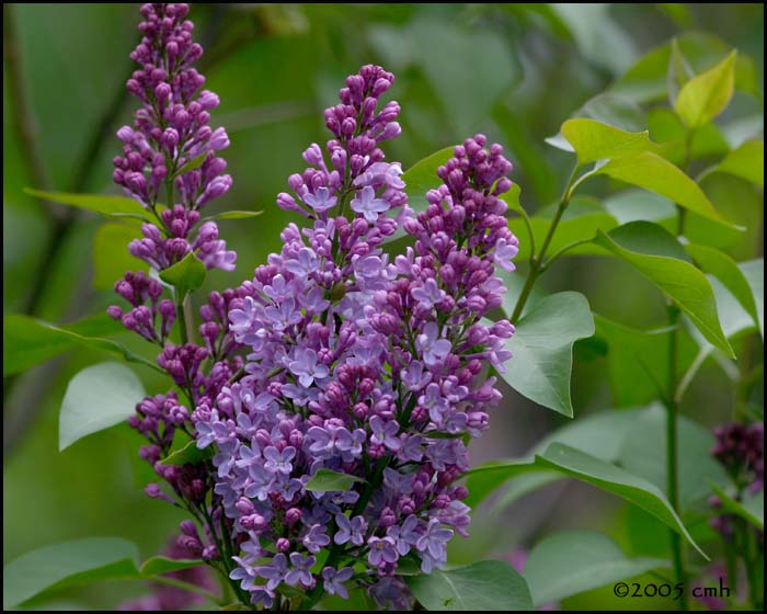 Lilac 5260.jpg