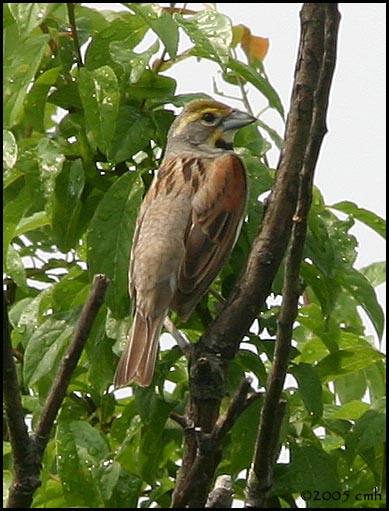 Dickcissel 5896.jpg