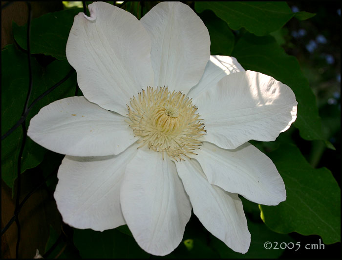 Lemon Chiffon Clematis _5815.jpg
