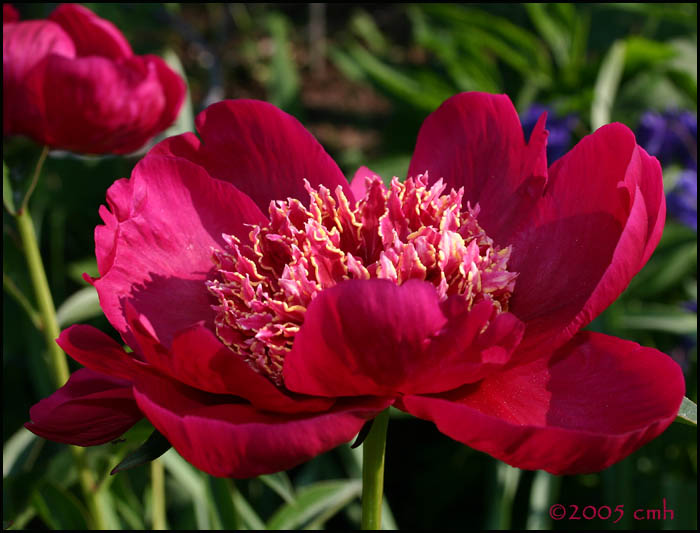 Red Peony 5813.jpg