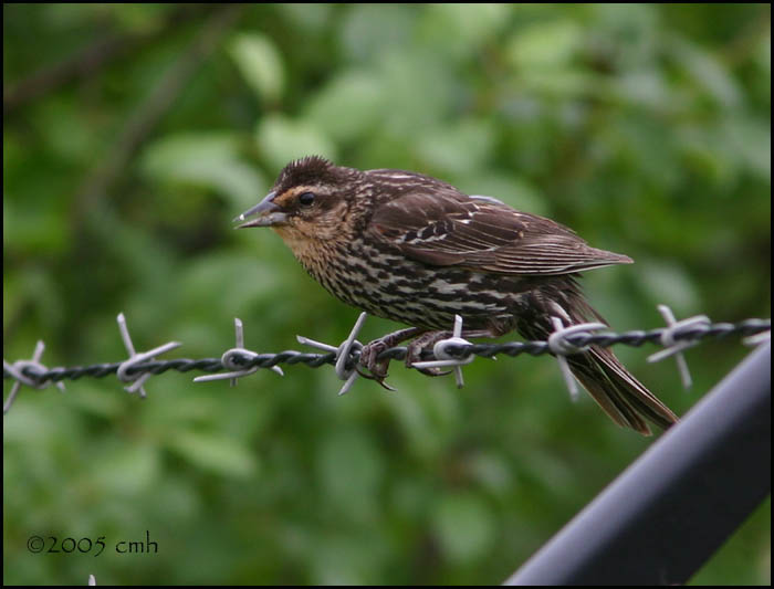 Red-winged Blackbird juvenile 6042.jpg