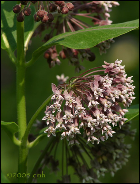 Milkweed 6400.jpg