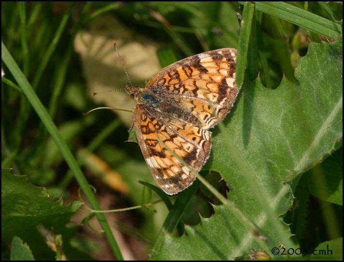Pearl Crescent? female dorsal 6236.jpg