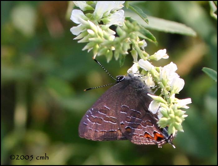 Striped Hairstreak 6440.jpg