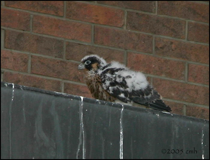 Peregrine Falcon chick 6270.jpg