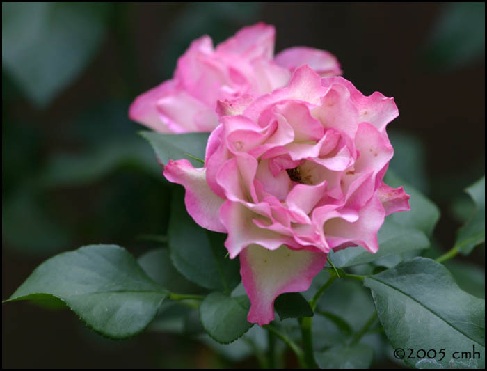 Pink Rose 6350.jpg