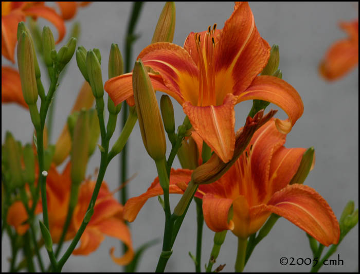 Orange Day Lily 6358.jpg