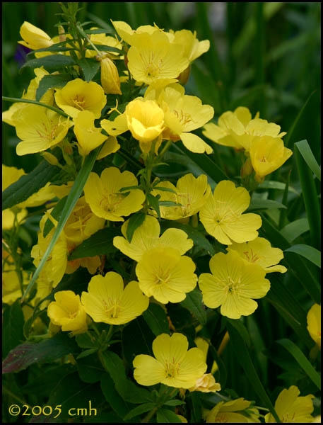 Evening Primrose 6333.jpg