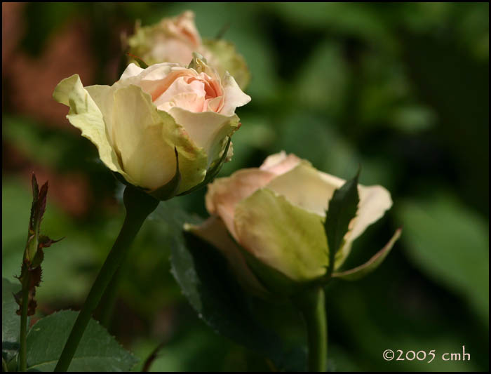 Mint Julep Rose 6342.jpg