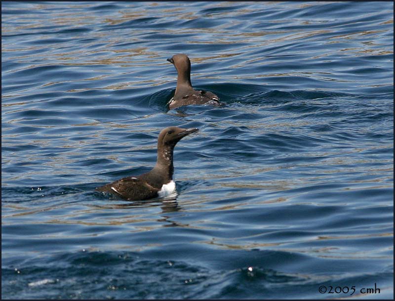 IMG_6534 Common Murre.jpg
