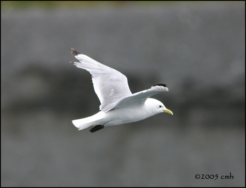 IMG_6822 Black-legged Kittiwake.jpg