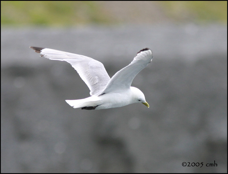 IMG_6823 Black-legged Kittiwake.jpg