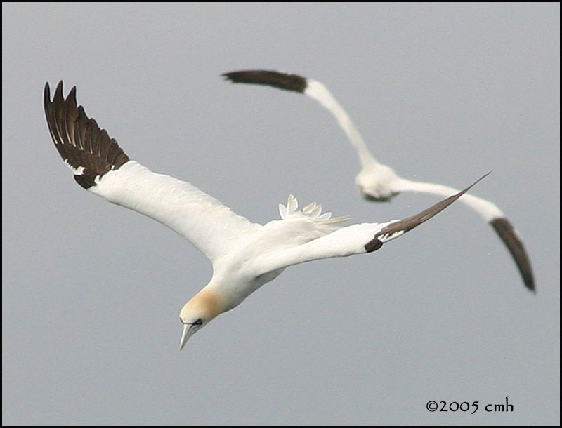 IMG_6854 Northern Gannet.jpg