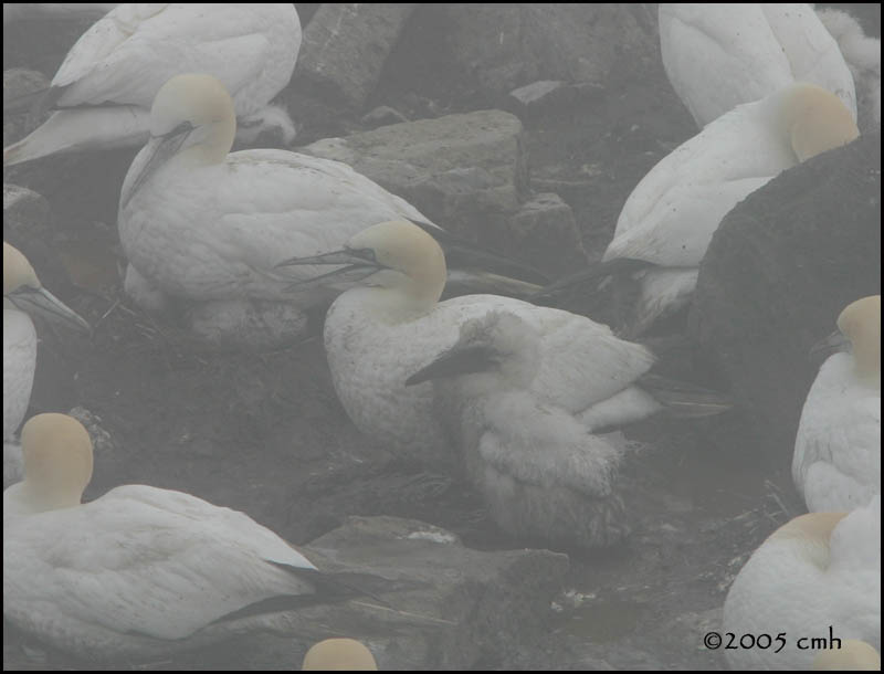 IMG_7120 Northern Gannets.jpg