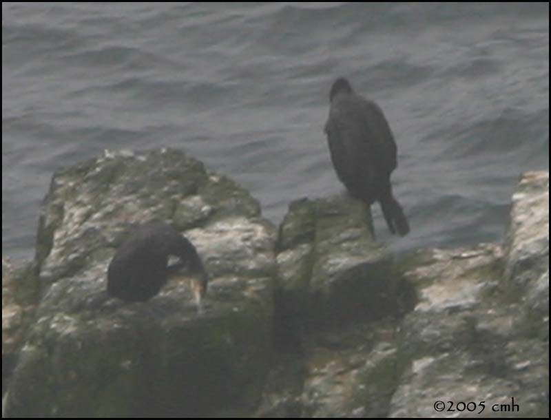 IMG_7143 Great Cormorant.jpg