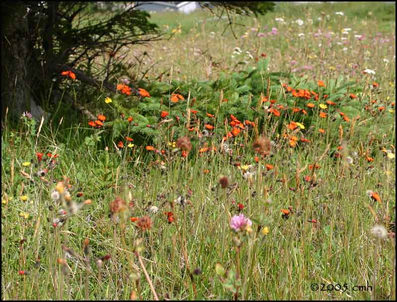 IMG_7232 Orange Hawkweed.jpg