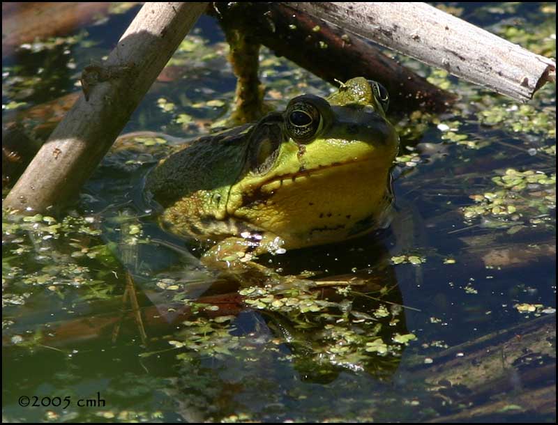 IMG_7432 Bullfrog.jpg