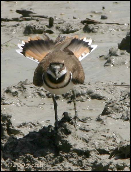 IMG_7492 Killdeer.jpg