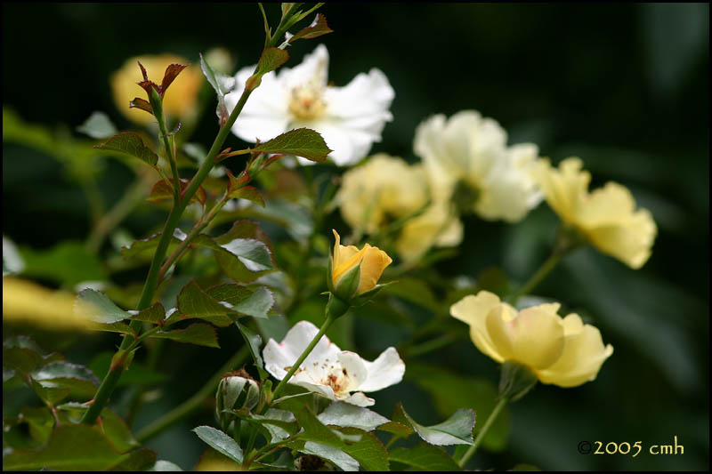 IMG_7534 Yellow Roses.jpg