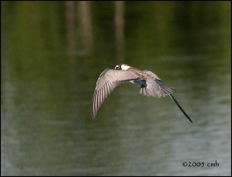 7645 Black Tern.jpg