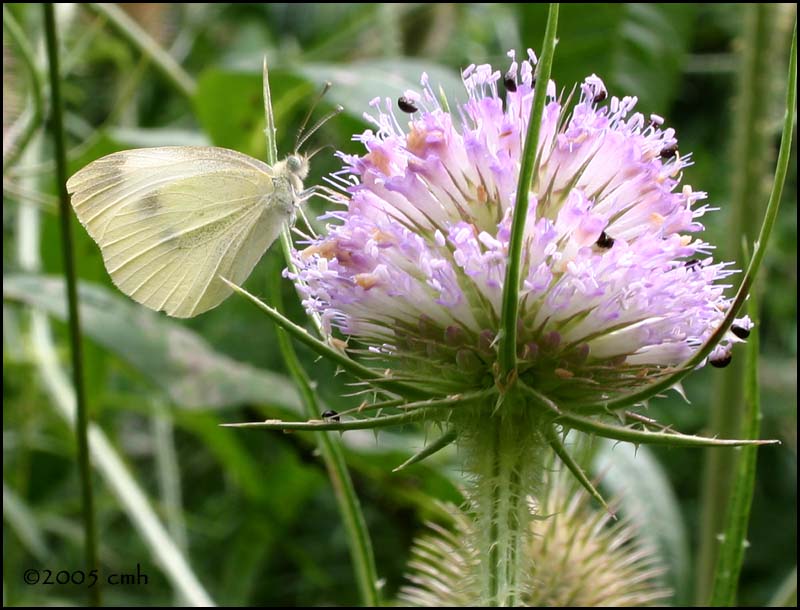 IMG_7819 Cabbage White on Teasel.jpg