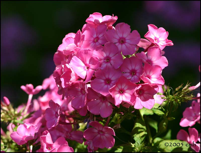 IMG_7911 Pink Phlox.jpg