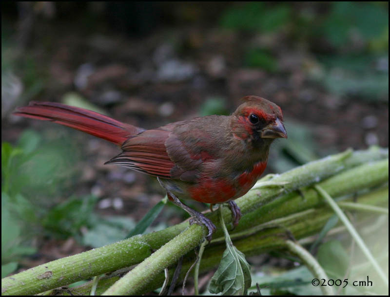 IMG_7928 Northern Cardinal juv male.jpg
