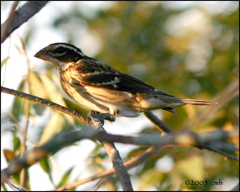 IMG_8005 Rose-breasted Grosbeak female.jpg