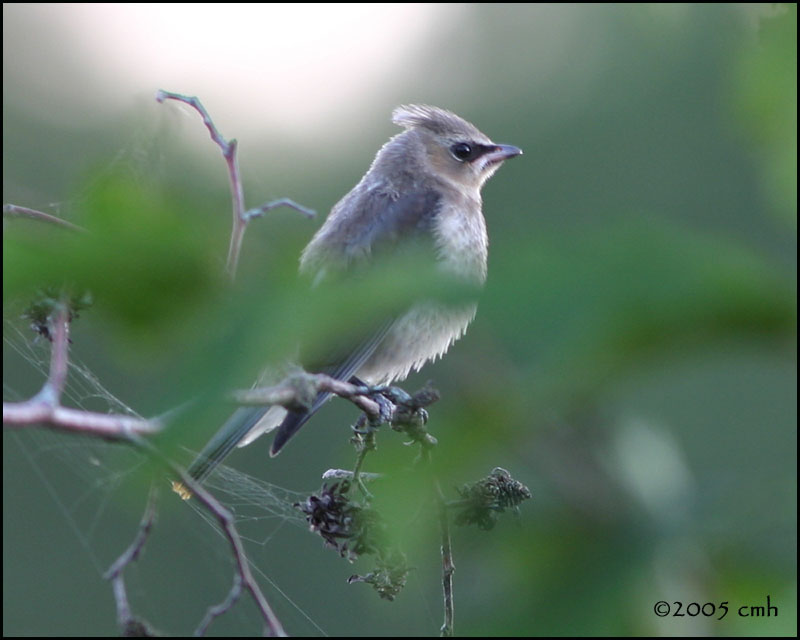 IMG_8024 Cedar Waxwing juvenile.jpg