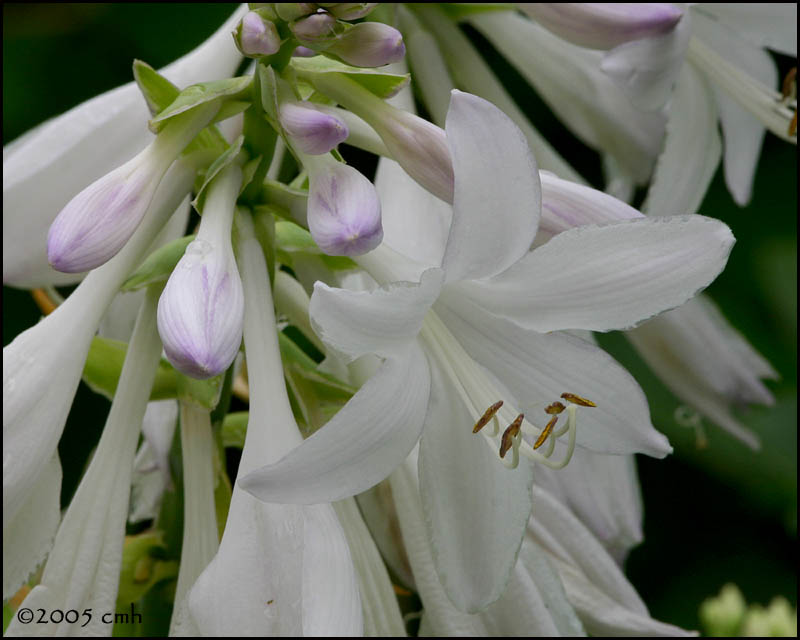 IMG_8043 Hosta blossoms.jpg