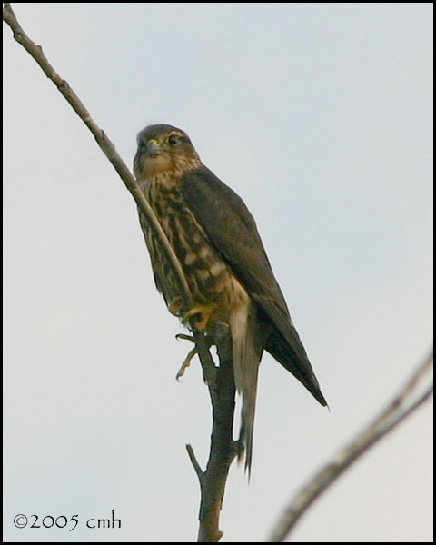 IMG_8085 Merlin.jpg