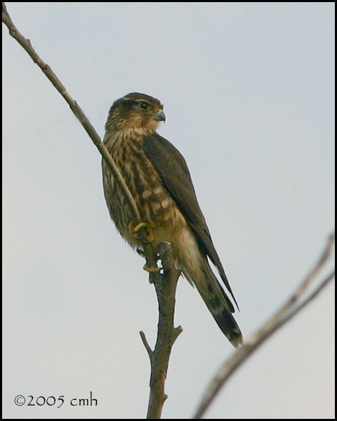 IMG_8089 Merlin.jpg