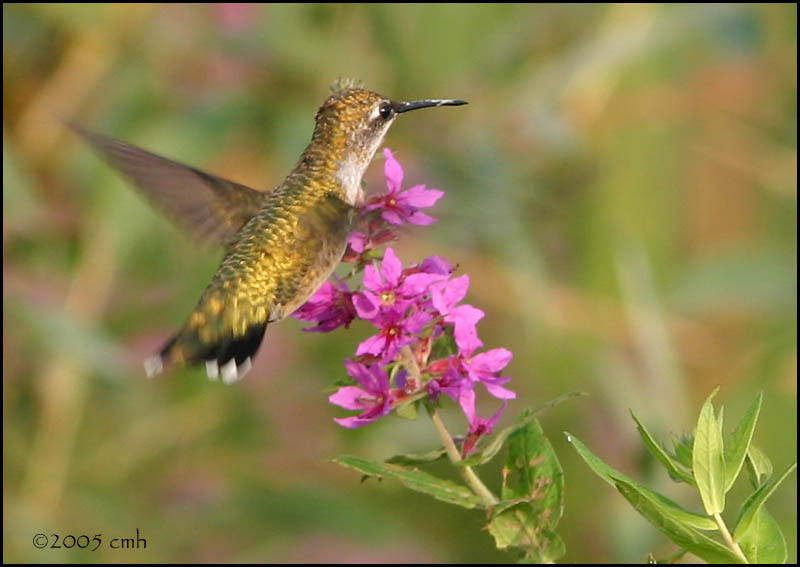 IMG_8124 Ruby-throated Hummingbird.jpg