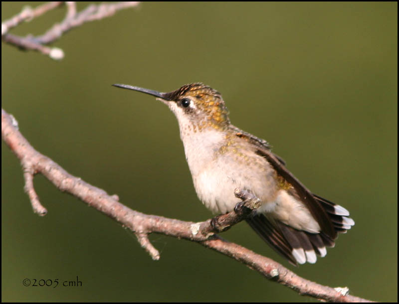 IMG_8127 Ruby-throated Hummingbird.jpg