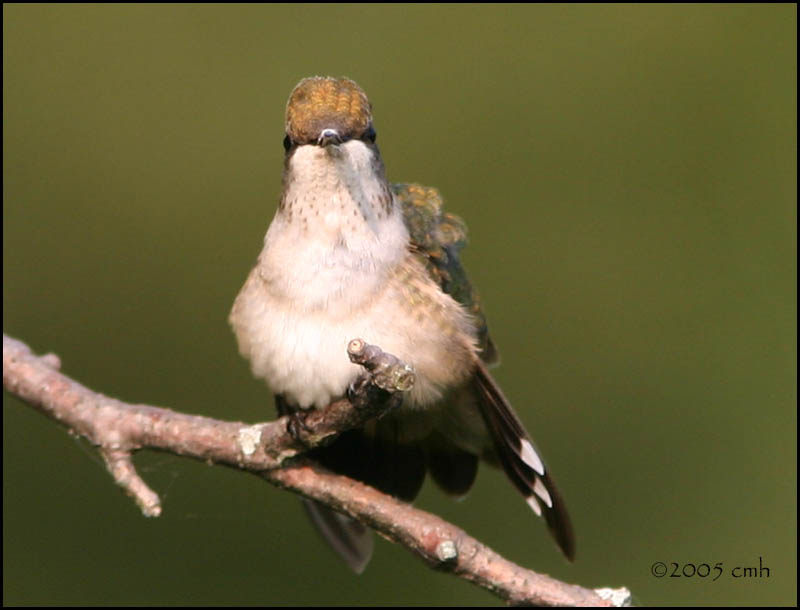 IMG_8130 Ruby-throated Hummingbird.jpg
