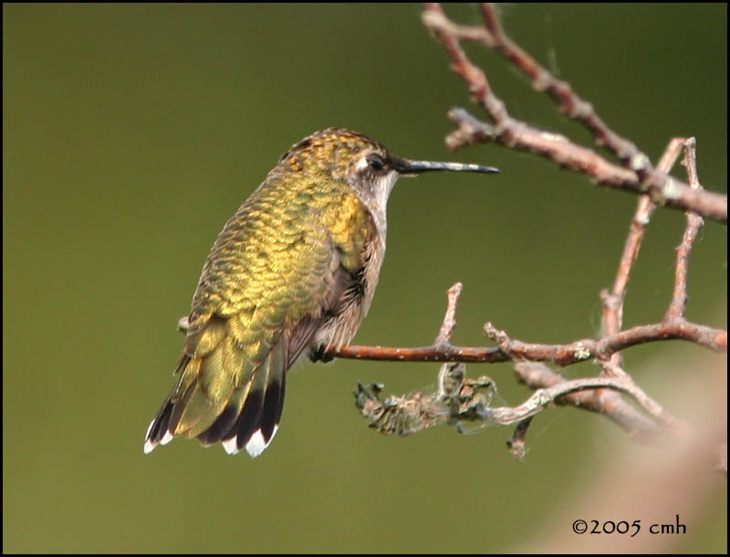 IMG_8140 Ruby-throated Hummingbird.jpg
