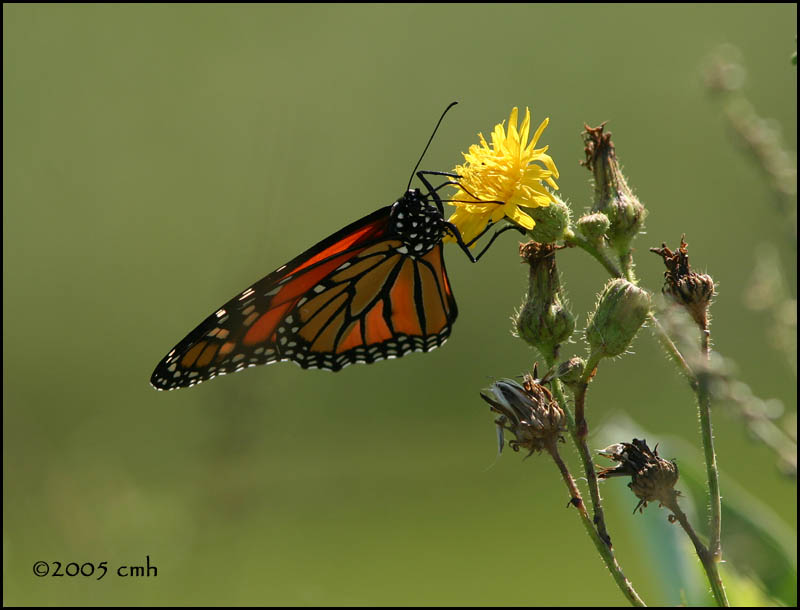IMG_8215 Monarch.jpg