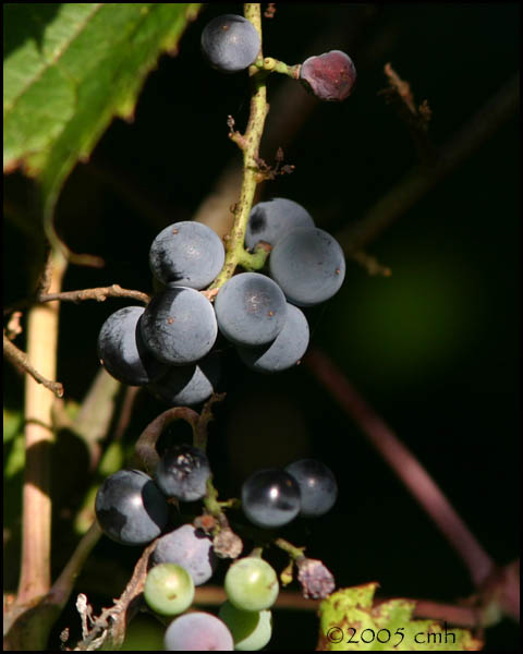 IMG_8521 Wild Grapes.jpg
